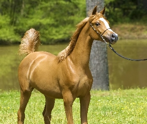 Koń, Natura, Arab