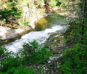 Górski, Drzewa, Potok