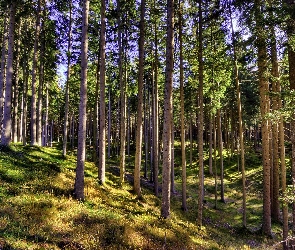 Przebijające, Światło, Las