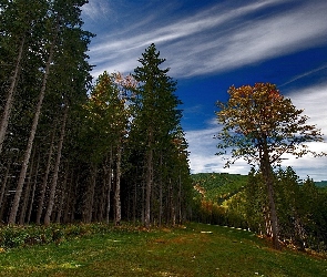 Las, Zbocze, Góry