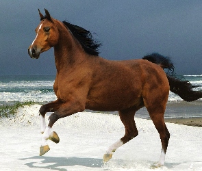 Koń, Morze