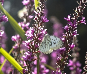 Motyl, Kwiaty, Fioletowe, Bielinek, Biały