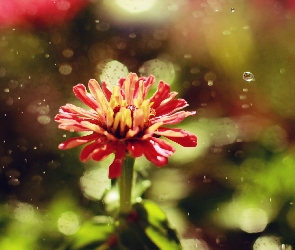 Czerwony, Deszcz, Kwiat
