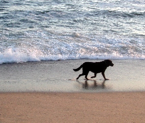 Morze, Plaża, Piesek