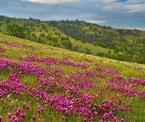 Góra, Kwiaty, Drzewa, Łąka, Zbocze