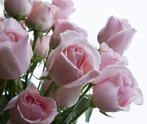 Róże, Białe, Różowo