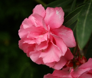 Kwiat, Oleander, Różowy