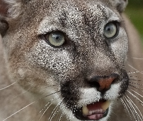 Puma, Głowa