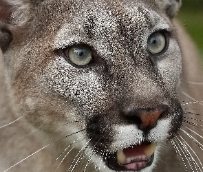 Głowa, Puma