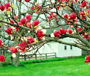 Magnolia, Czerwona, Dom, Łąka