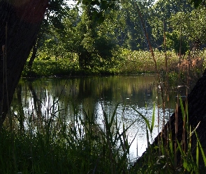 Światło, Przebijające, Jezioro, Las