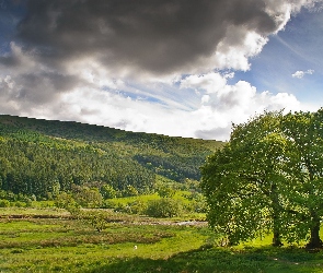 Lasy, Zwierzęta, Pastwiska, Rzeka, Góry