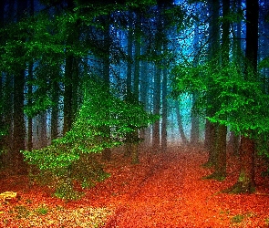 Las, Jesień, Mgła