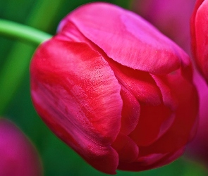 Różowy, Tulipan