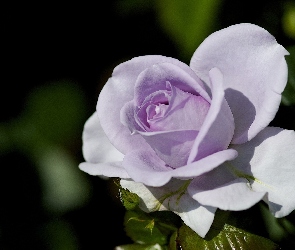 Róża, Wrzosowa