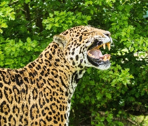 Jaguar