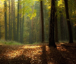 Liście, Jesień, Światło, Przebijające, Las