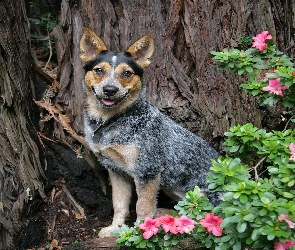 Piesek, Australian cattle dog