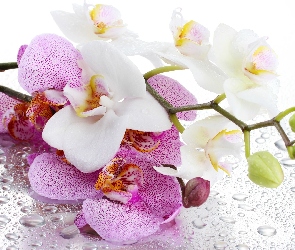 Orchidea, Deszczu, Krople