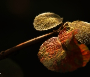 Liście, Fractalius