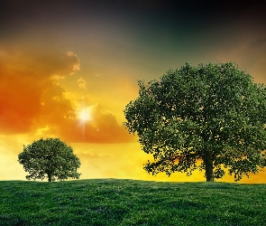 Drzewa, Słońca, Promienie, Chmury, Łąka