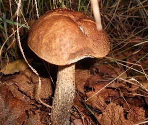 Grzyb, Kozlak, Las
