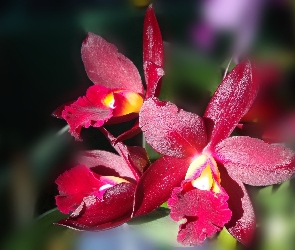 Bordowa, Orchidea