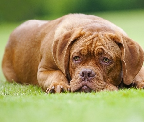 Leżący, Dog de Bordeaux