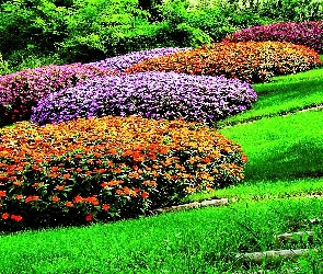 Park, Azalie japońskie, Różaneczniki
