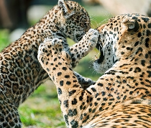 Jaguary, Młode, Samica