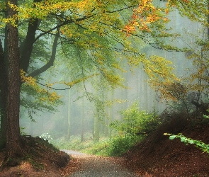 Las, Jesień, Liście, Mgła, Droga