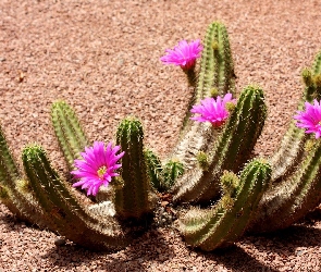 Kwitnący, Pustynia, Kaktus