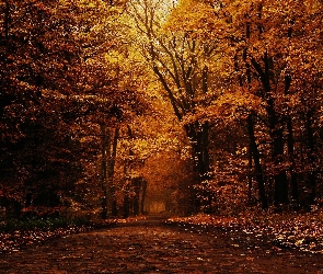 Las, Jesień, Liście, Droga