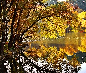 Jesień, Drzewo, Pochylone, Rzeka