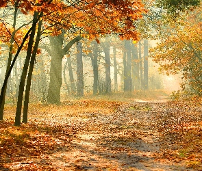 Park, Droga, Jesień, Przebijające, Światło, Liście