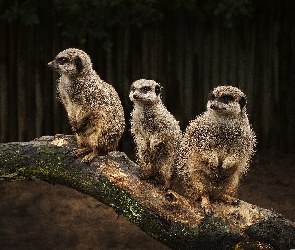 Surykatki, Konar, Trzy