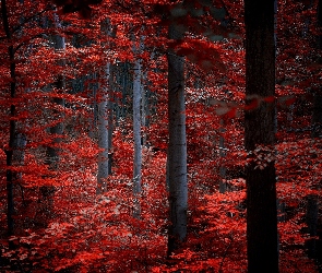Las, Jesień, Czerwone, Liście, Drzewa