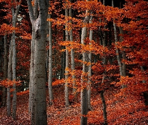 Liście, Jesień, Las
