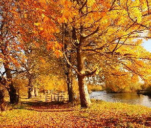 Jesień, Liście, Drzewa, Rzeczka