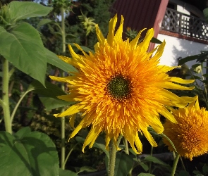 Kwiat, Ozdobnego, Słonecznika