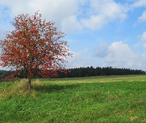 Pole, Drzewo, Jesień