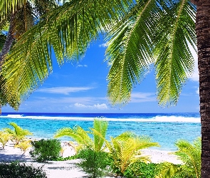 Plaża, Palmy, Ocean