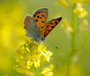 Żółty, Kwiat, Motyl