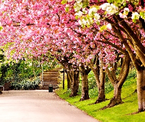 Kwitnące, Park, Anglia, Drzewa, Wiosna, Sheffield, Wielka Brytania