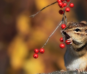 Wiewiórka, Jarzębiny, Drzewo, Ziemna, Chipmunk