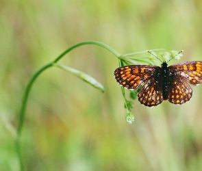 Motyl, Roślina