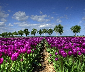 Tulipany, Uprawa, Purpurowe