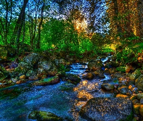 Kamienie, Las, Rzeka