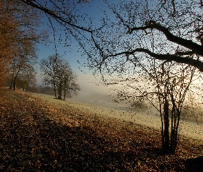 Zbocze, Jesień, Liście, Las, Góra
