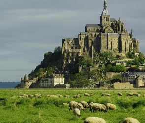 Łąka, Francja, Mount Saint Michel, Owce, Klasztor